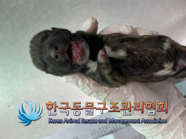 한국동물구조관리협회_411317202400268